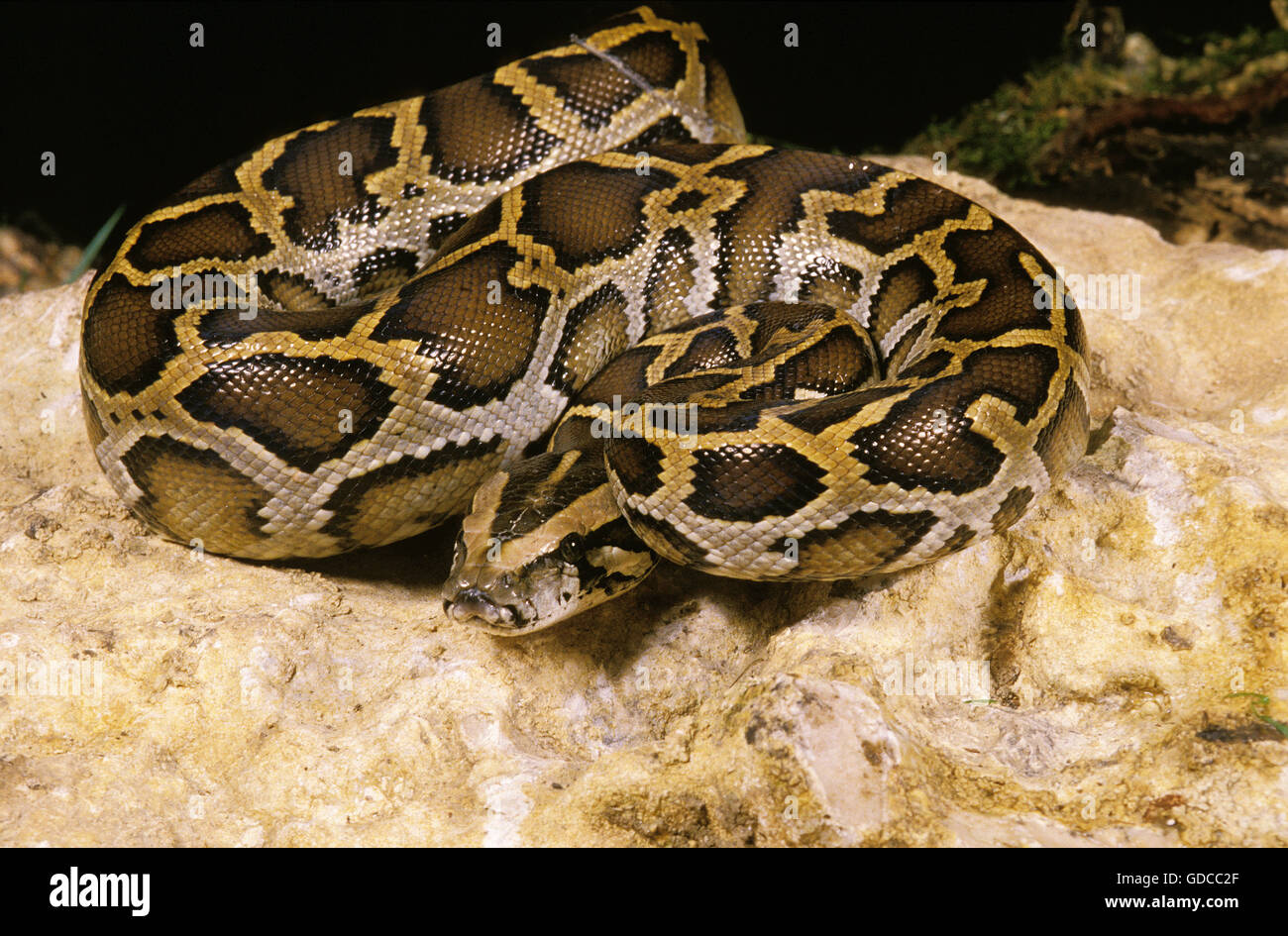 Python molurus PYTHON INDIEN, DES PROFILS SUR ROCK Banque D'Images