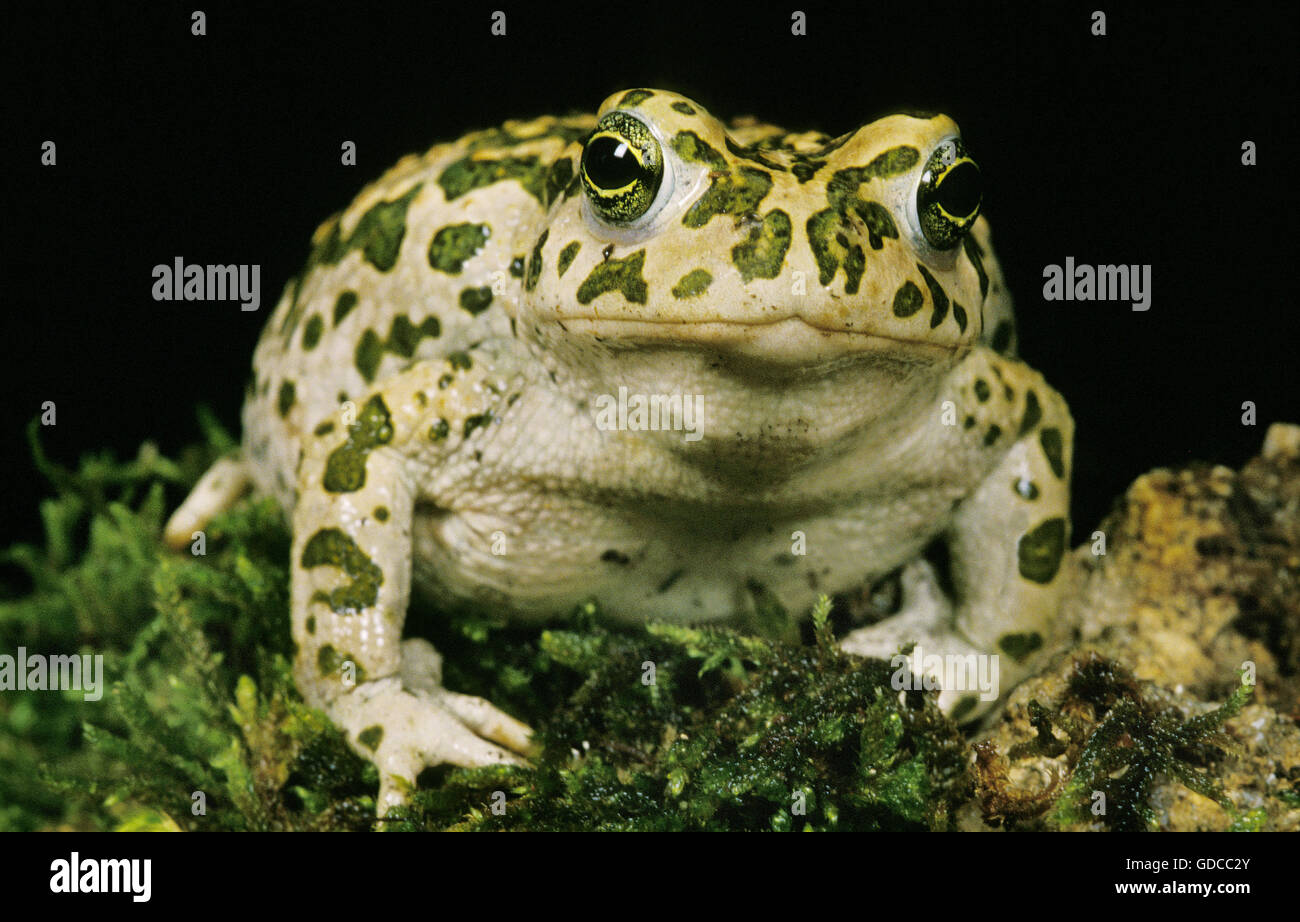 Crapaud vert (Bufo viridis, adulte Banque D'Images