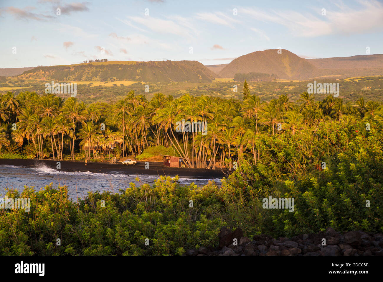 Big Island,palmiers,,Punaluu Black sand Beach, Big Island,USA,New York,Nord,palmiers, Banque D'Images