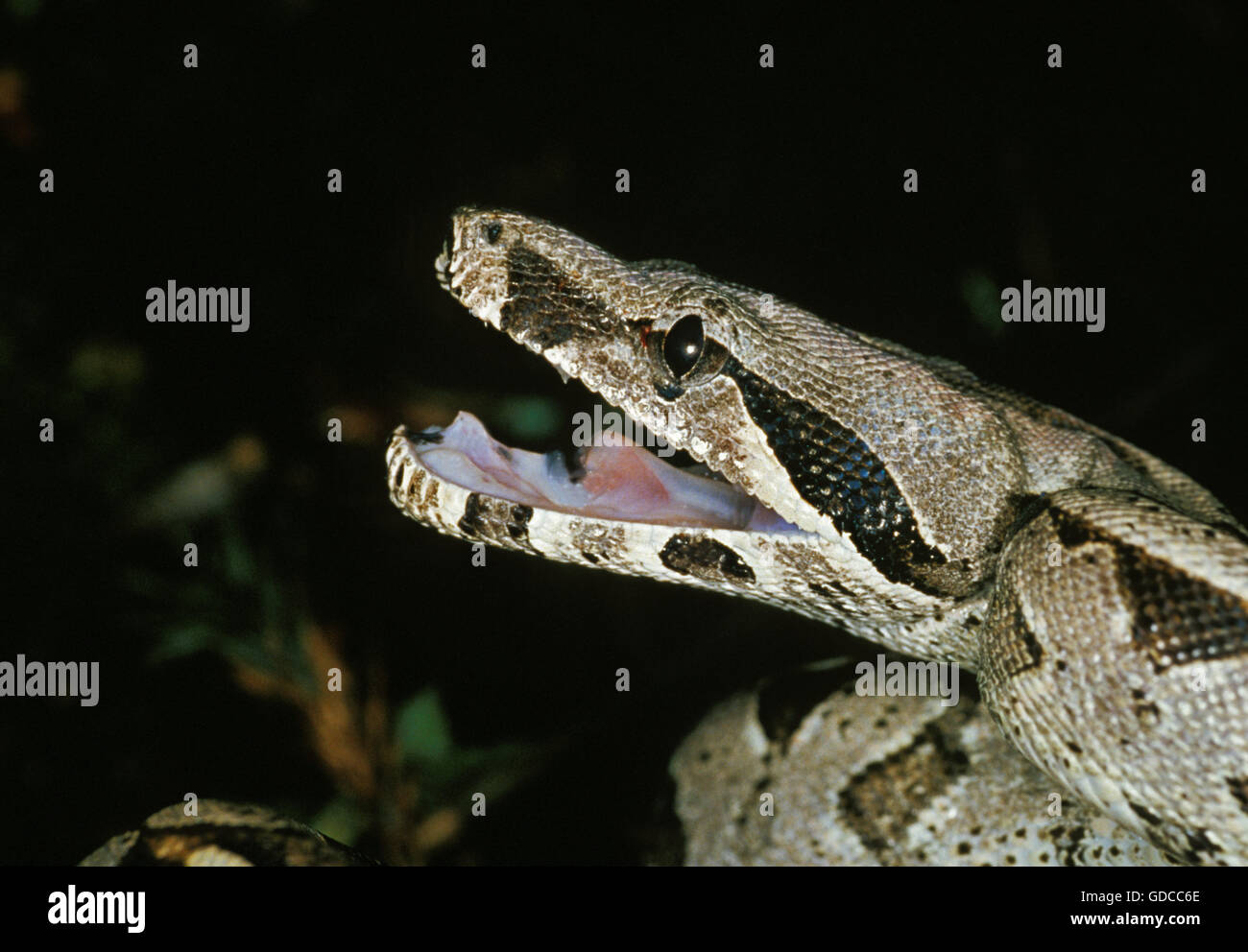 Boa constricteur, boa constrictor, des profils en attitude de défense Banque D'Images