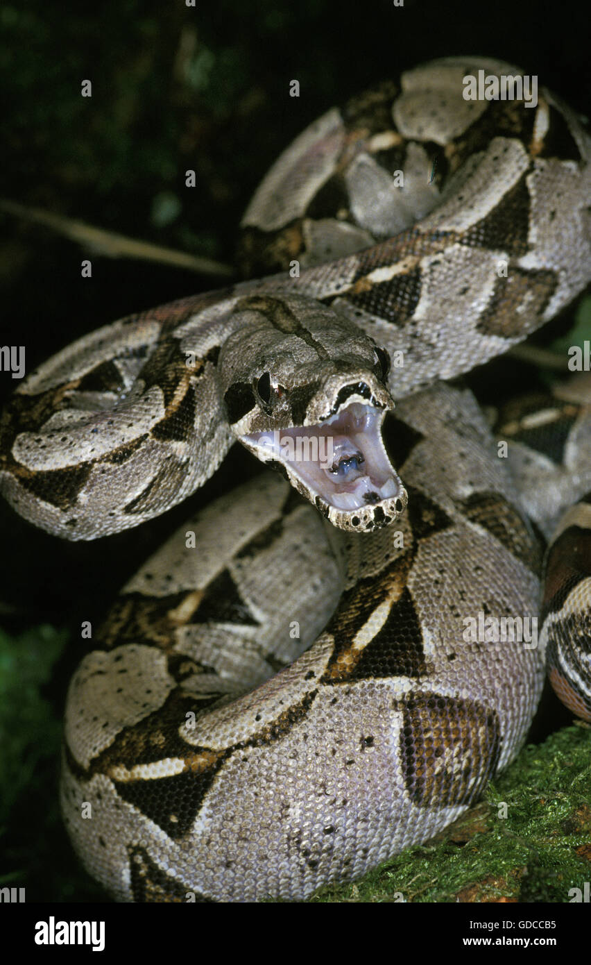 Boa constricteur, boa constrictor, des profils avec la bouche ouverte, attitude de défense Banque D'Images