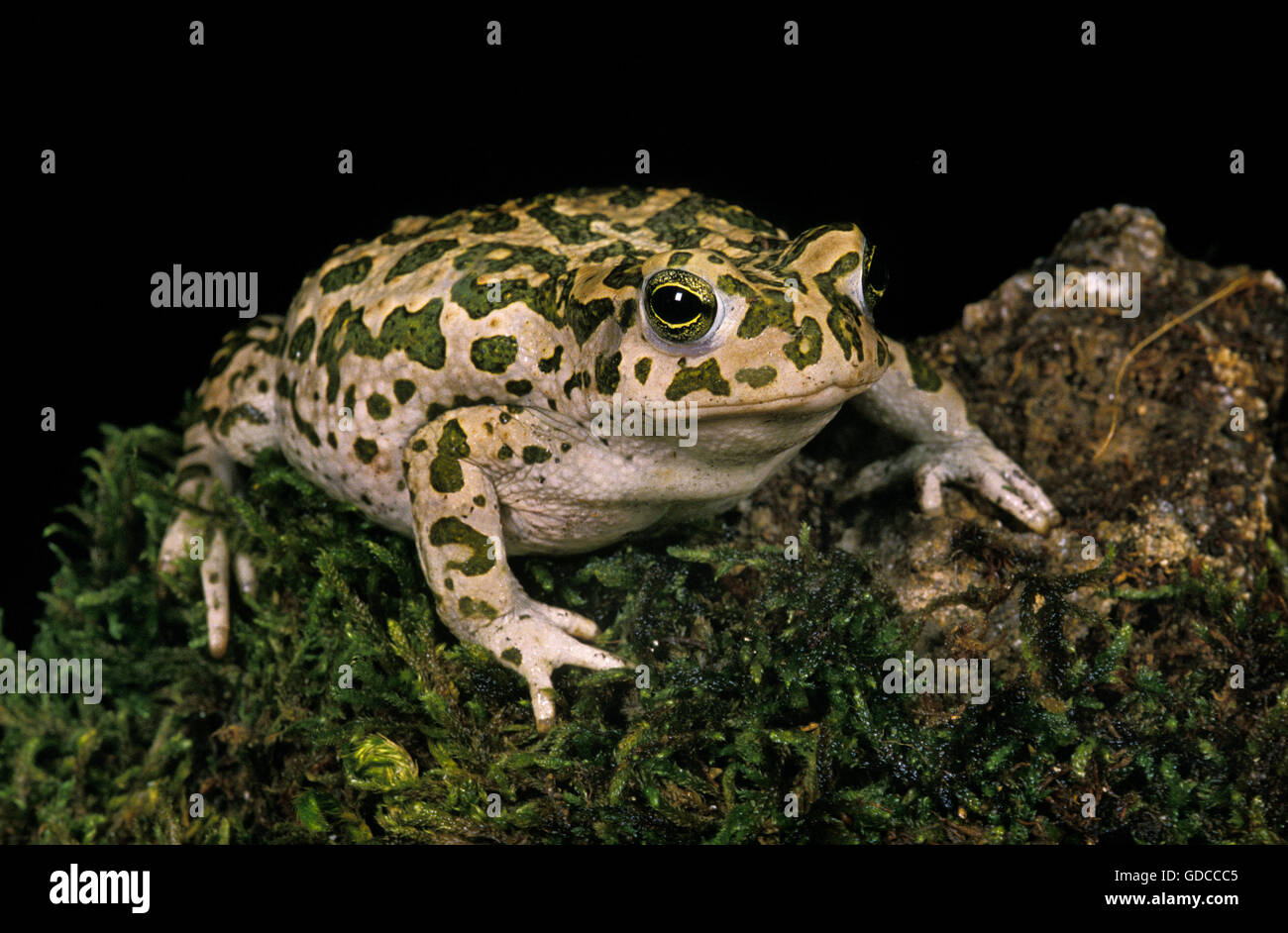 Crapaud vert (Bufo viridis Banque D'Images