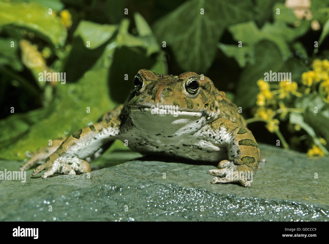 Crapaud vert (Bufo viridis, adulte Banque D'Images