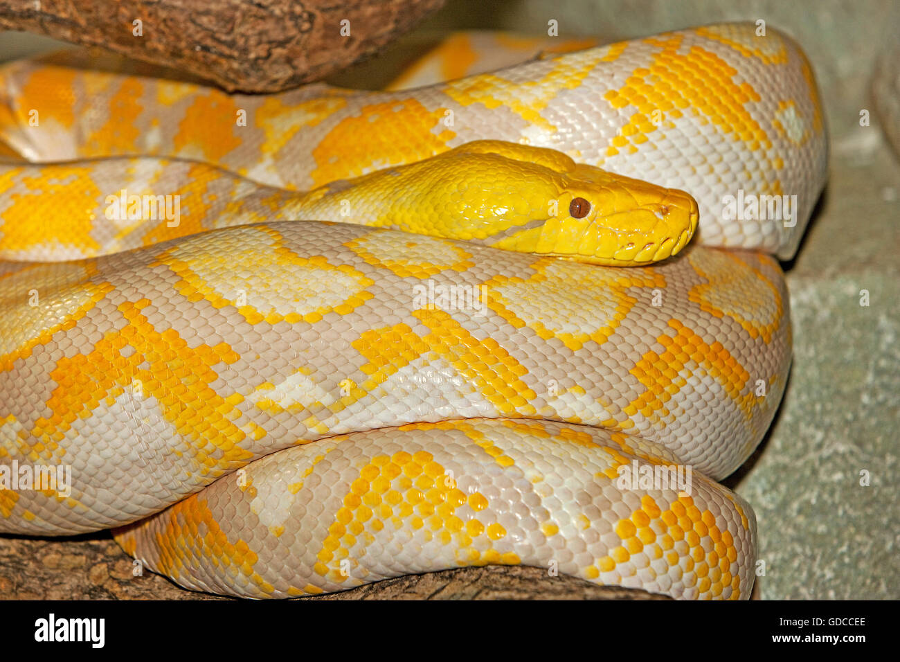 Python reticulatus python réticulé albinos Photo Stock - Alamy