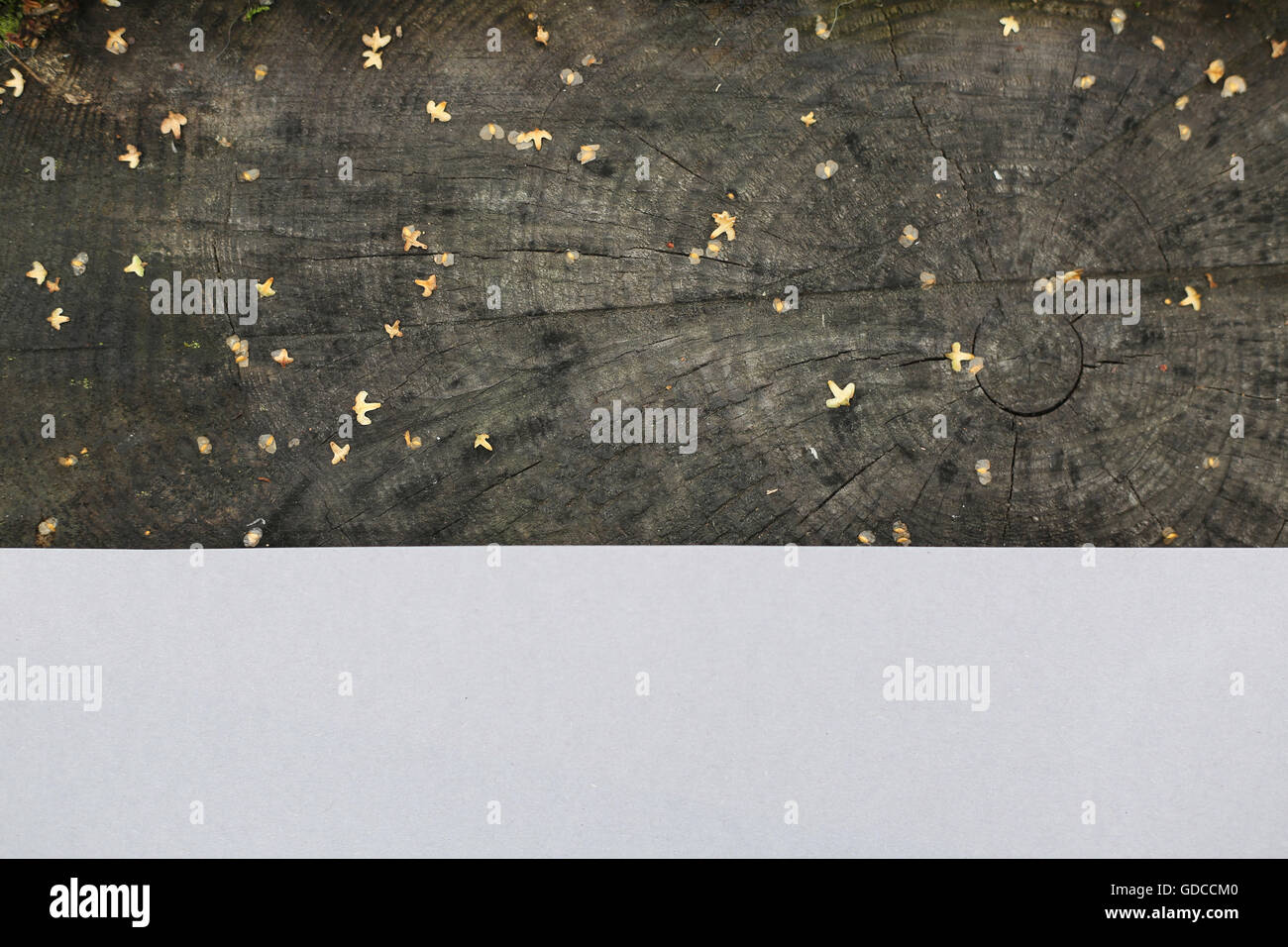 Vieux noir surface moignon et copie papier de fond de l'espace vue rapprochée Banque D'Images
