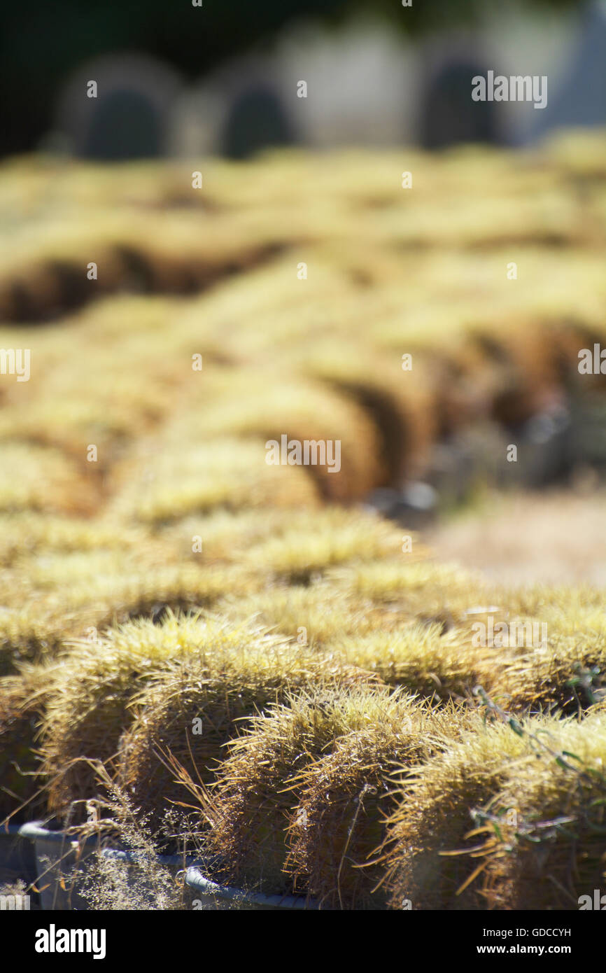 Lignes de perspective de la texture d'arrière-plan flou cactus au Jardin botanique du Désert Wirikuta Puerto Los Cabos Mexique Cactus 1000 Banque D'Images