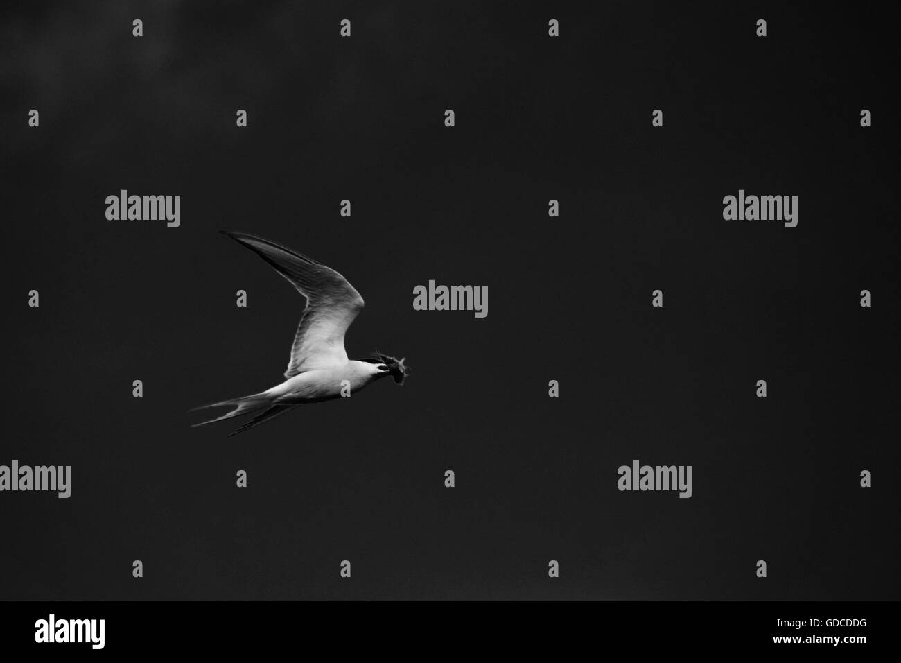 Image en noir et blanc de la sterne pierregarin en vol avec un poisson Banque D'Images