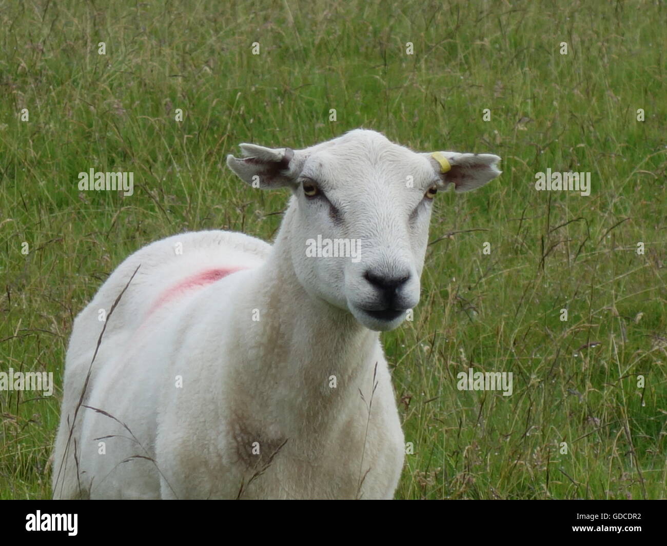 Un mouton dans un champ Banque D'Images