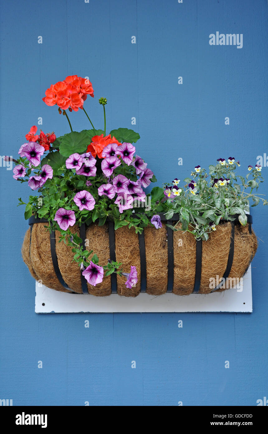 Panier de Fleurs de géraniums et de pétunias sur mur bleu Banque D'Images