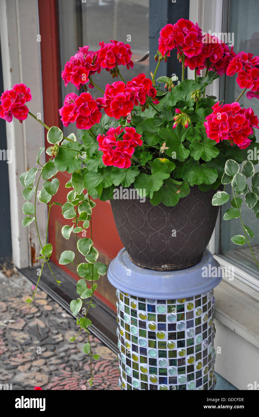 Belle jardinière géraniums rouges sur les carreaux de mosaïque décorative stand Banque D'Images