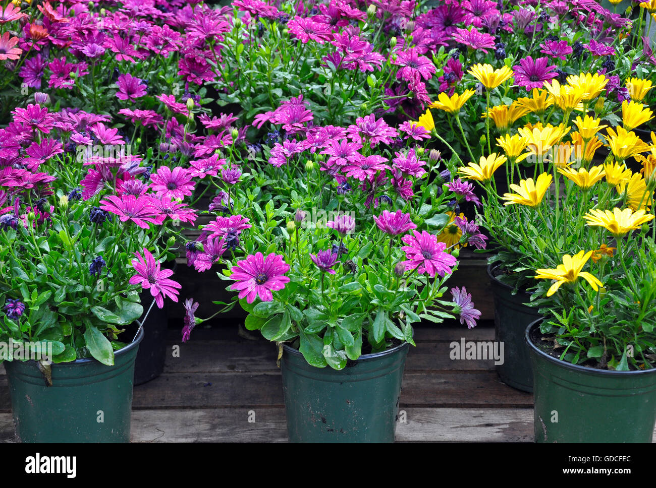 Pots plein de jolies marguerites jaunes et violets Banque D'Images