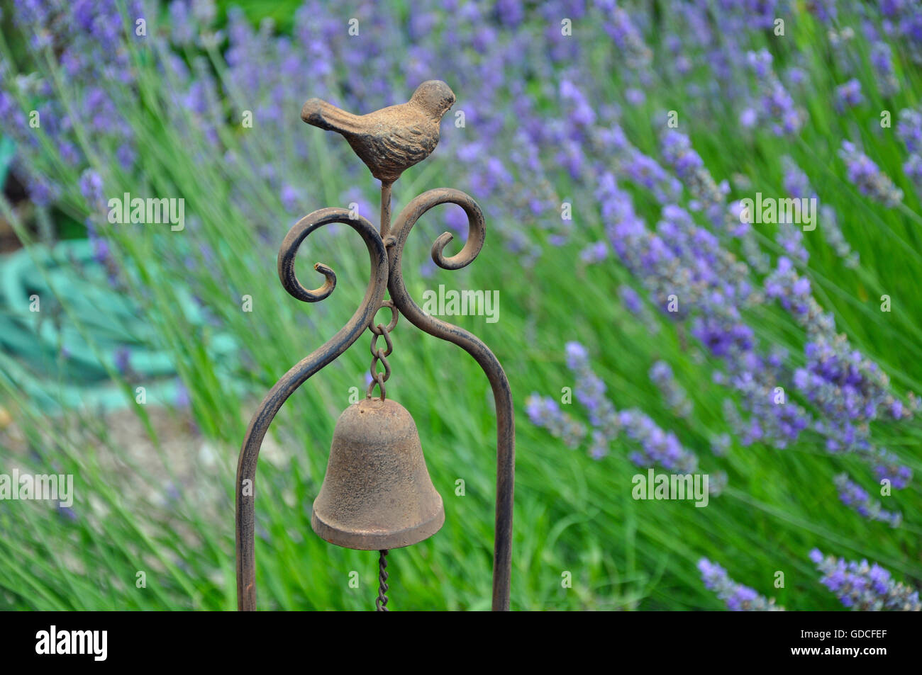 Jolie décoration oiseaux carillon à vent dans le jardin de lavande Banque D'Images