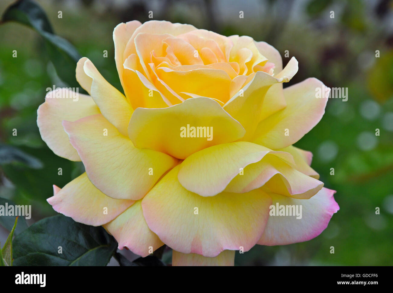 Belle rose jaune en pleine floraison Banque D'Images