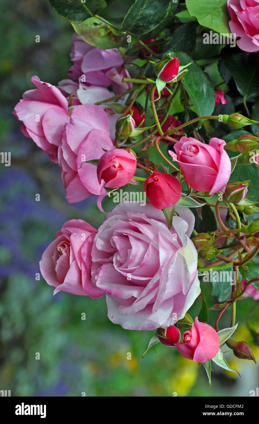 Beau printemps rose roses et boutons de rose Banque D'Images