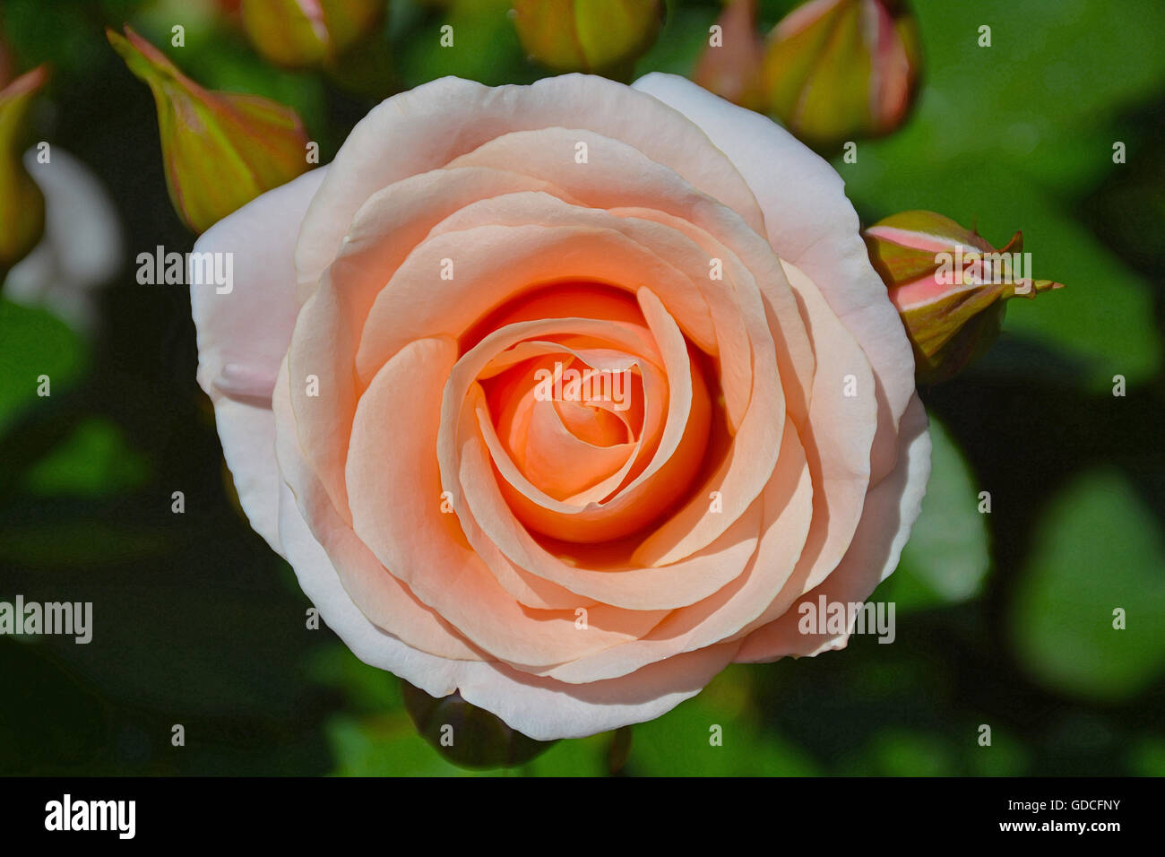 Belle rose rose unique en pleine floraison Banque D'Images