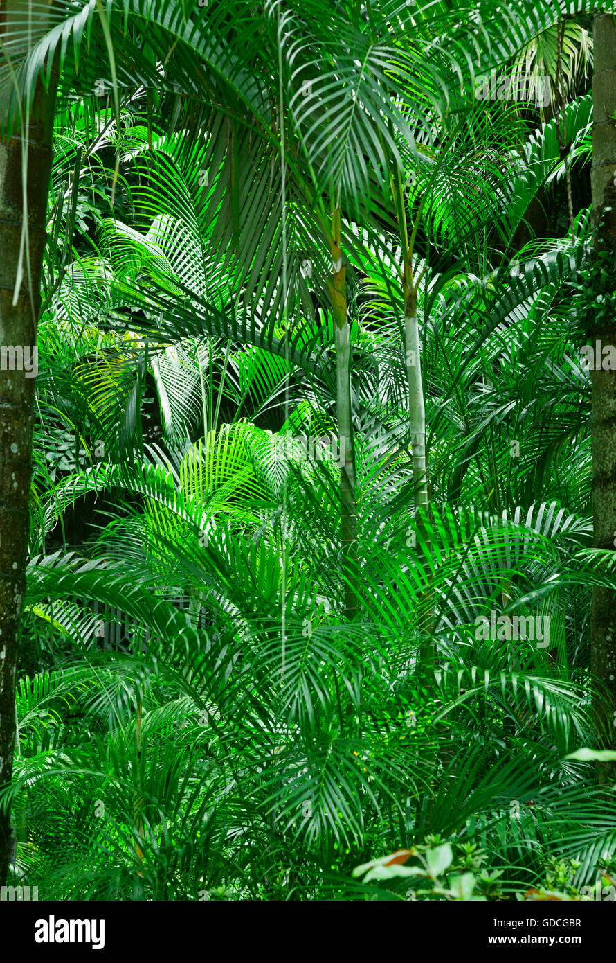 Jungle tropicale luxuriante ou le jardin d'Asie Banque D'Images