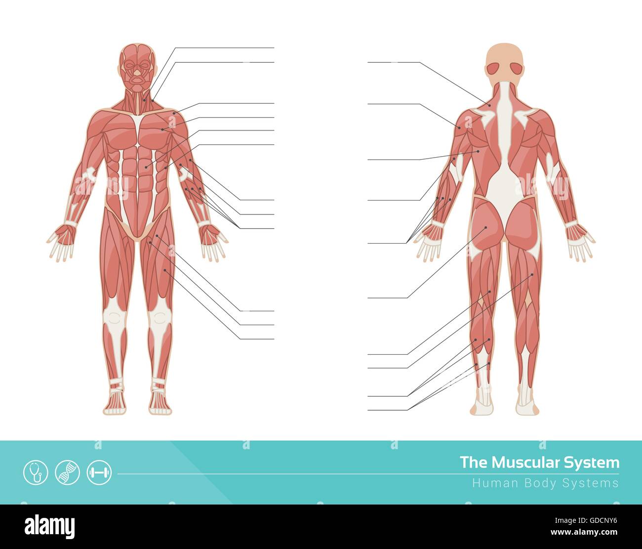 Le système musculaire de l'illustration vectorielle, vue avant et arrière Illustration de Vecteur