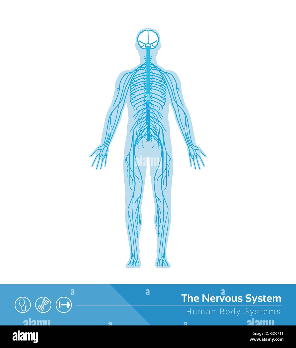 Le système nerveux humain vector illustration médicale Illustration de Vecteur