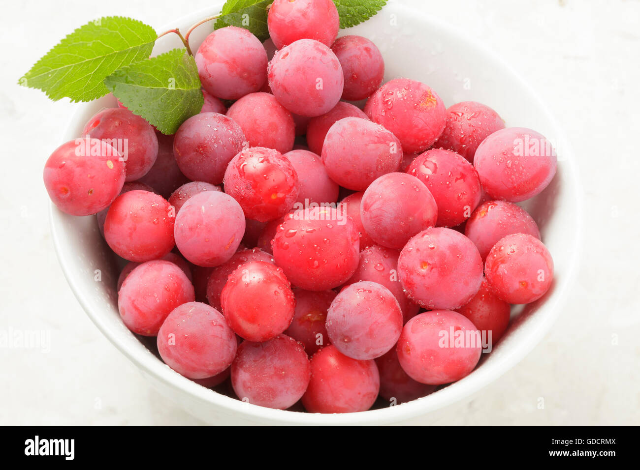 Les prunes de Cerisier Prunus cerasifera Banque D'Images