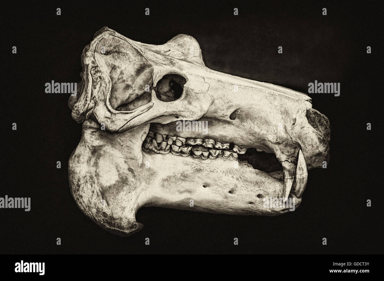 Crâne d'hippopotame ou d'hippo (Latin Hippopotamus amphibius.) - un mammifère de l'ordre des artiodactyles, sous-ordre Banque D'Images