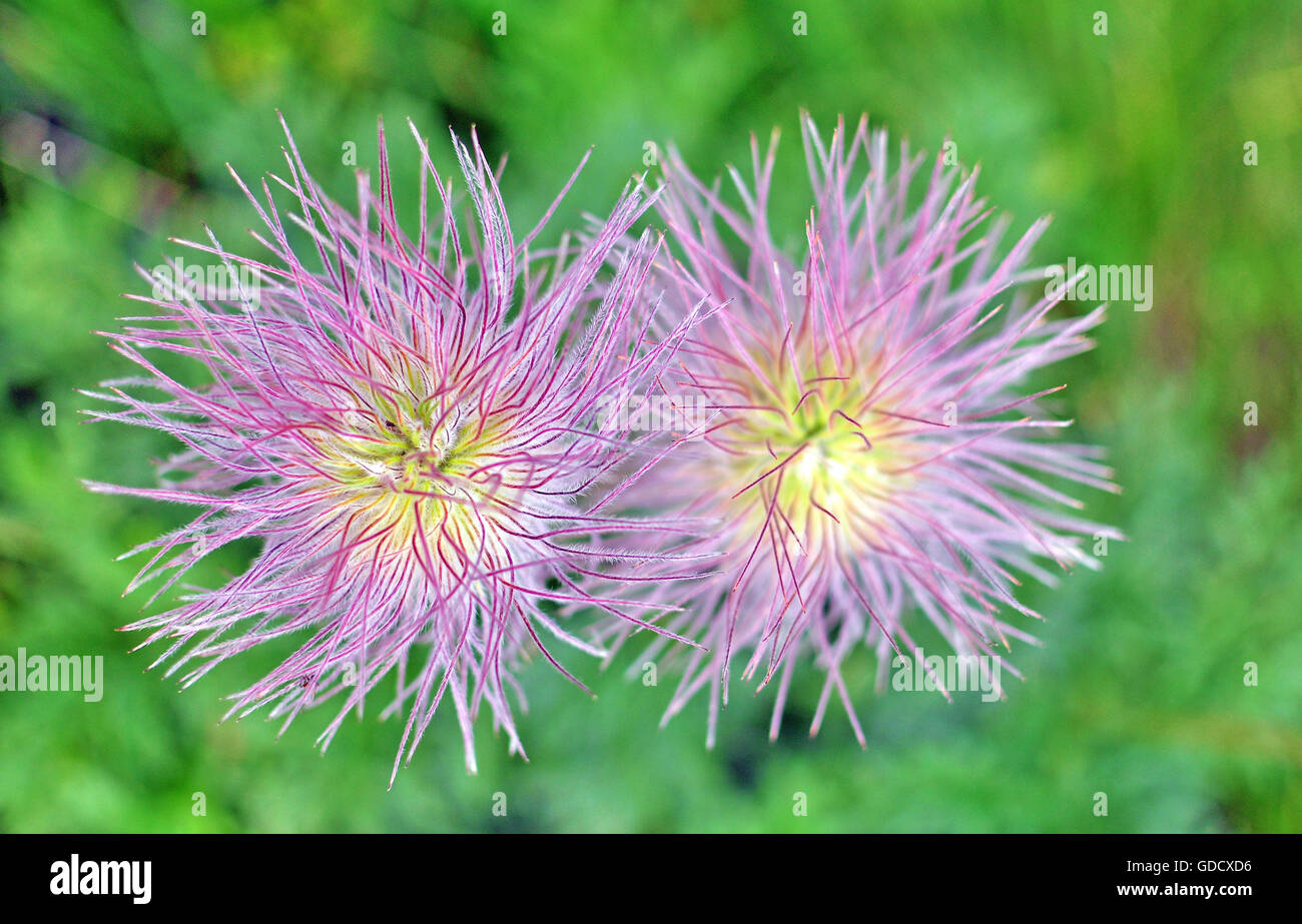Deux fleurs alpines sur fond vert Banque D'Images