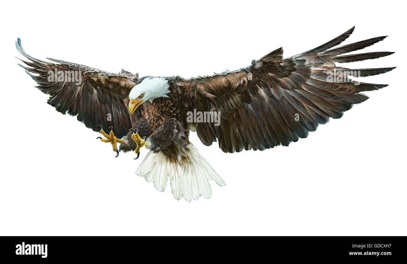 Bald Eagle winged part dessiner et peindre l'illustration couleur. Banque D'Images