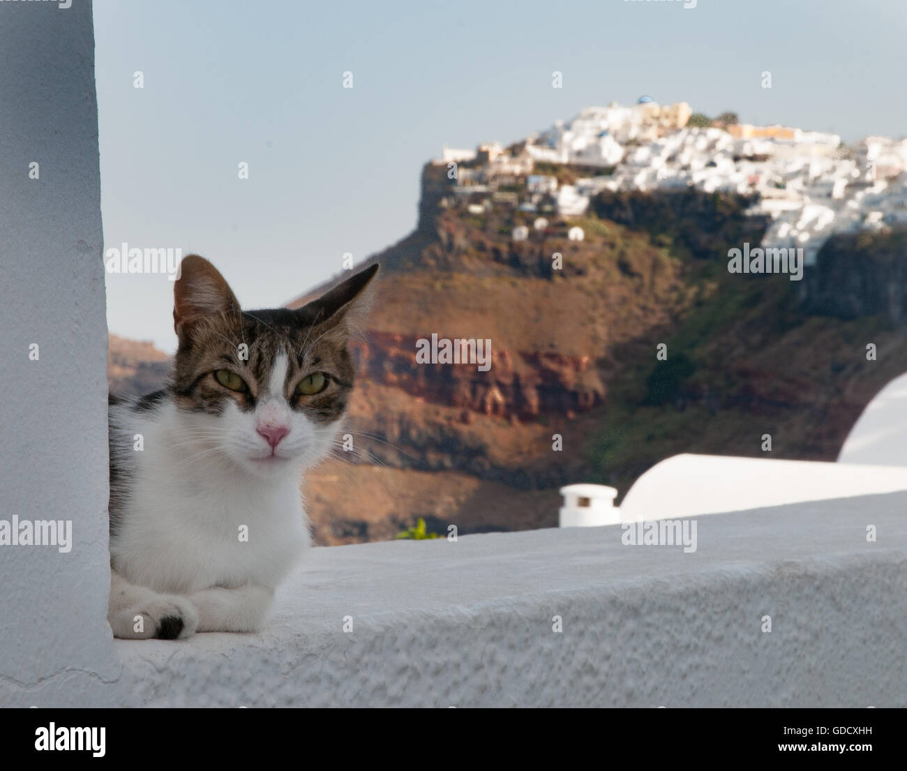 Chat grec sur mur blanc, Imerovigli, Santorini, Grèce Banque D'Images