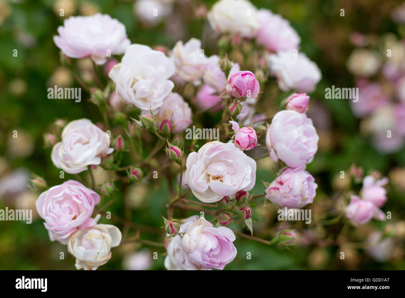 Victorian rose rose Banque D'Images