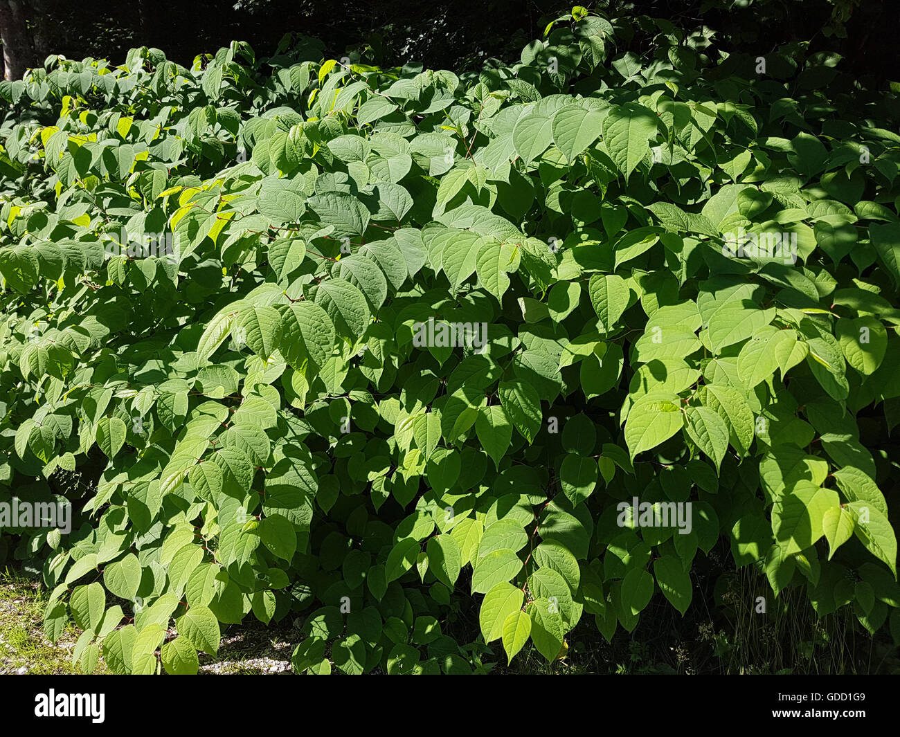 Japanischer, Knoeterich, Fallopia japonica, Banque D'Images