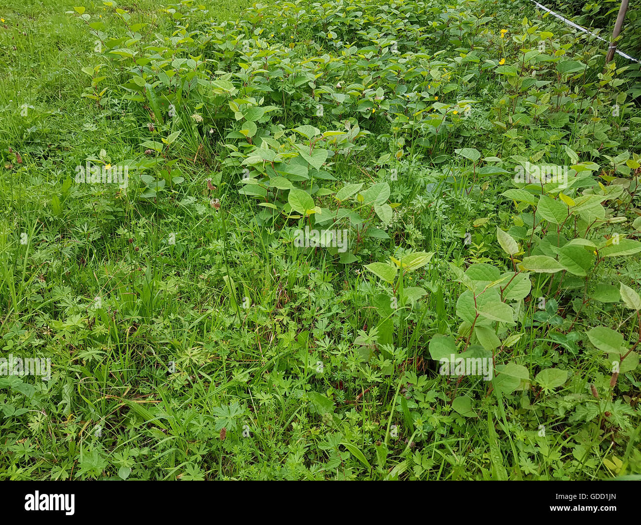 Japanischer, Knoeterich, Fallopia japonica, Banque D'Images