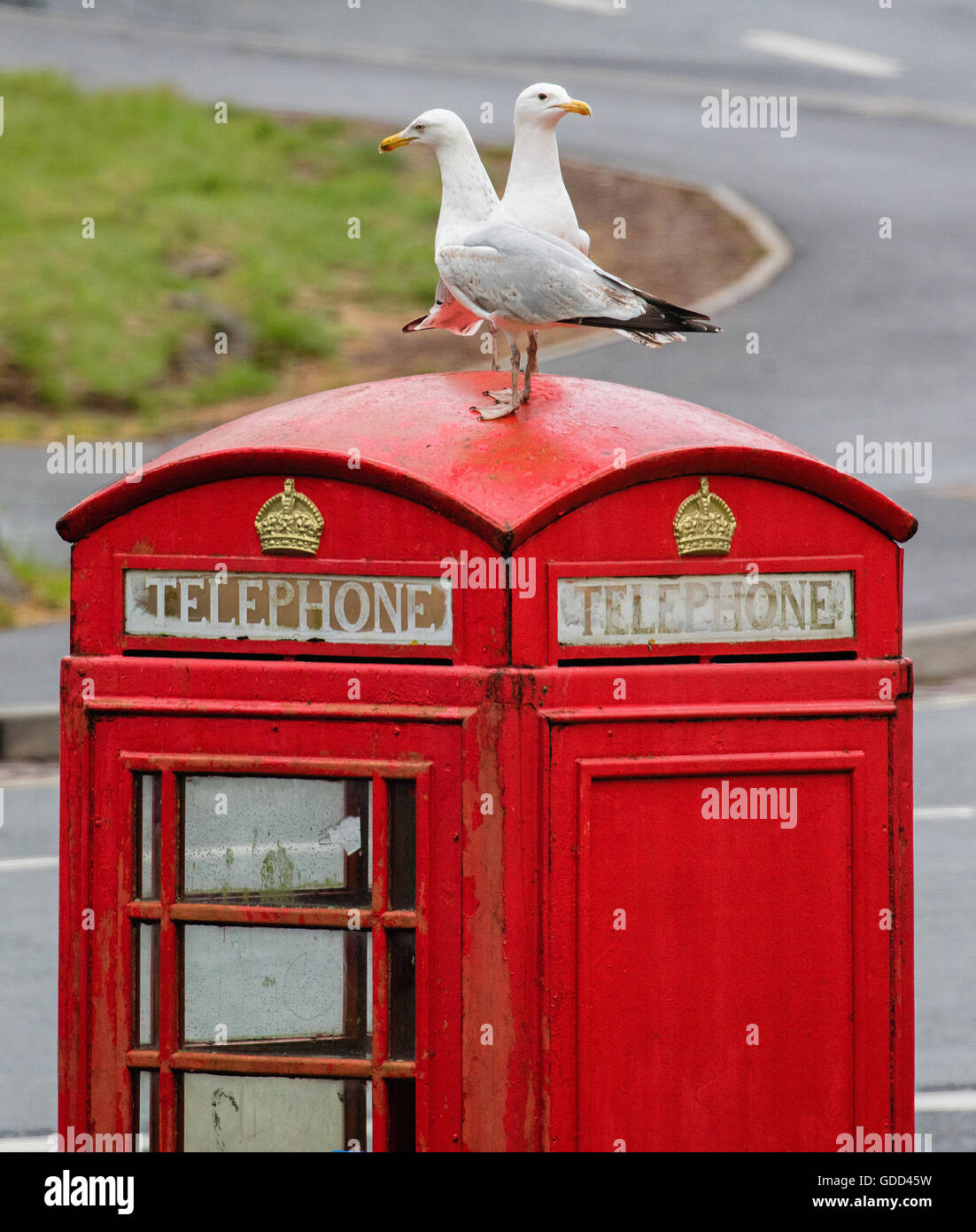 Deux goélands sur le toit d'une cabine téléphonique rouge K6 à Bristol UK Banque D'Images