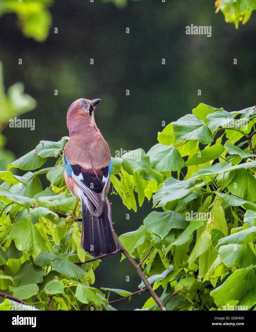 Jay Garrulus glandarius recherchant un tilleul pour l'alimentation - Somerset UK Banque D'Images