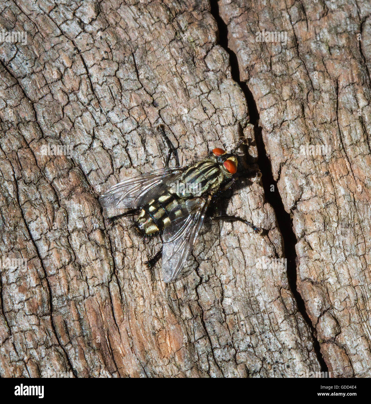 Sarcophaga carnaria mouche à viande sur l'écorce des arbres avec le thorax et l'abdomen et les yeux rouges - Somerset UK Banque D'Images