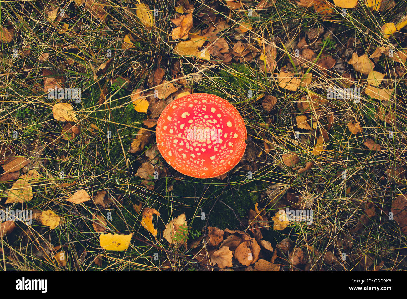 Toadstool , mouche , champignon agaric en forêt - paysage de forêt d'automne Banque D'Images
