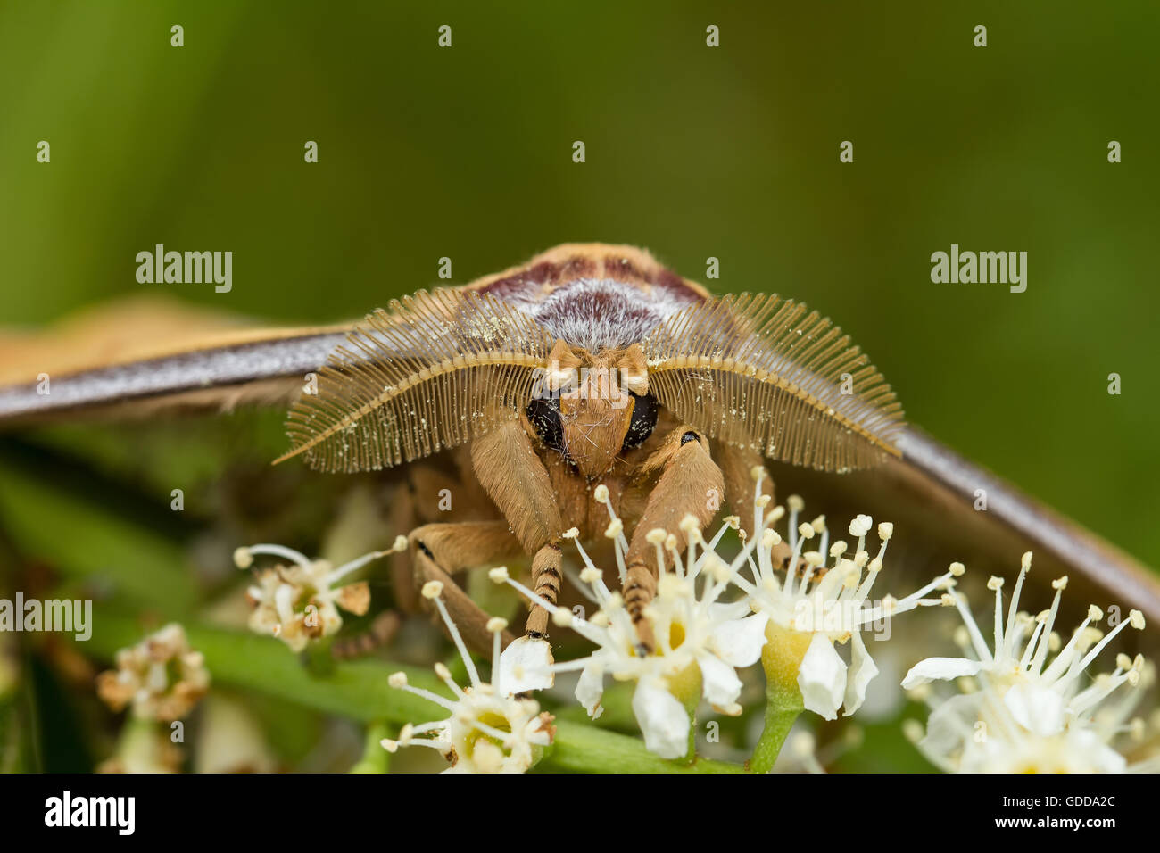 Tussah moth Banque de photographies et d’images à haute résolution - Alamy