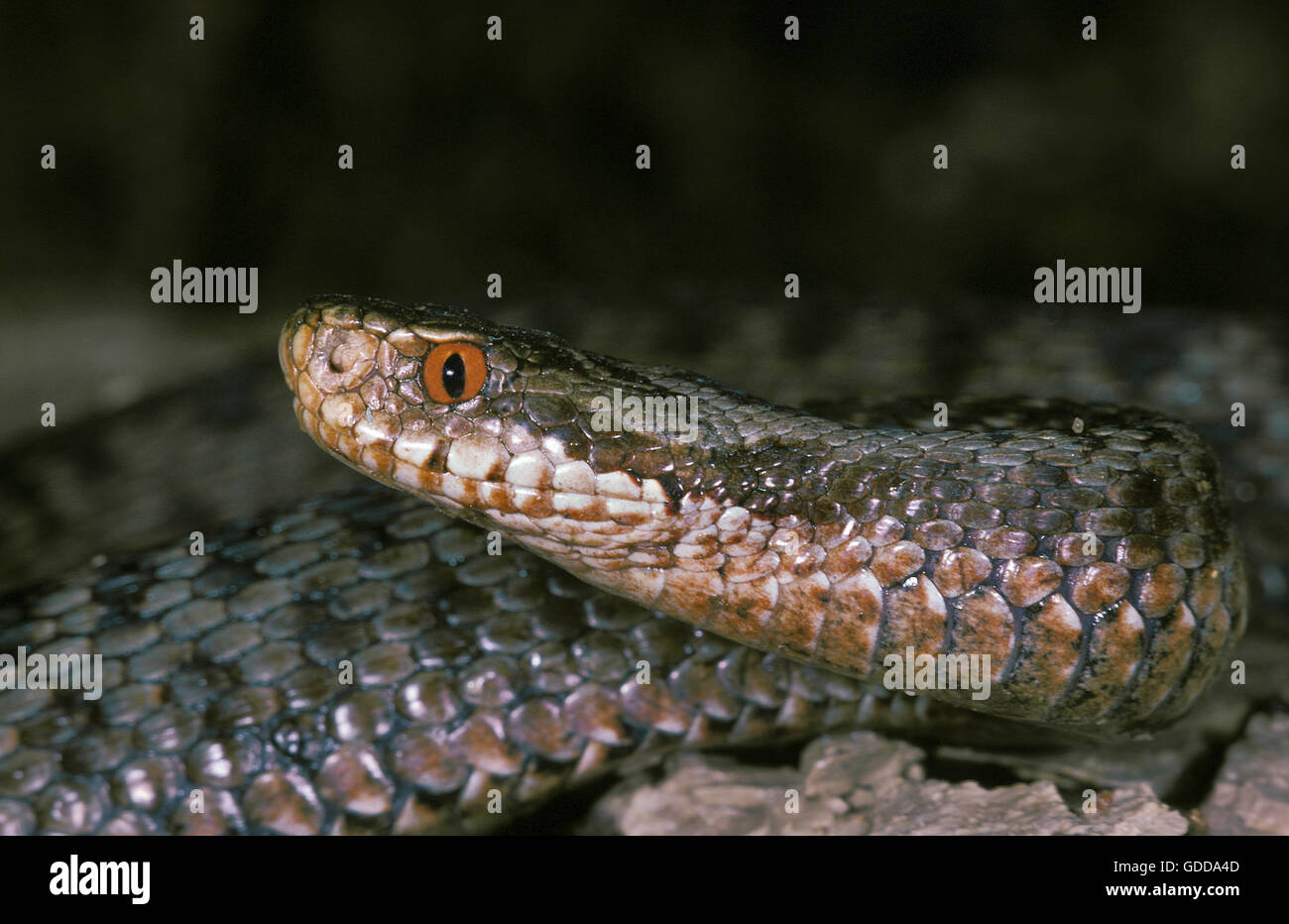 Adder, Vipera berus, Venemous specy Banque D'Images