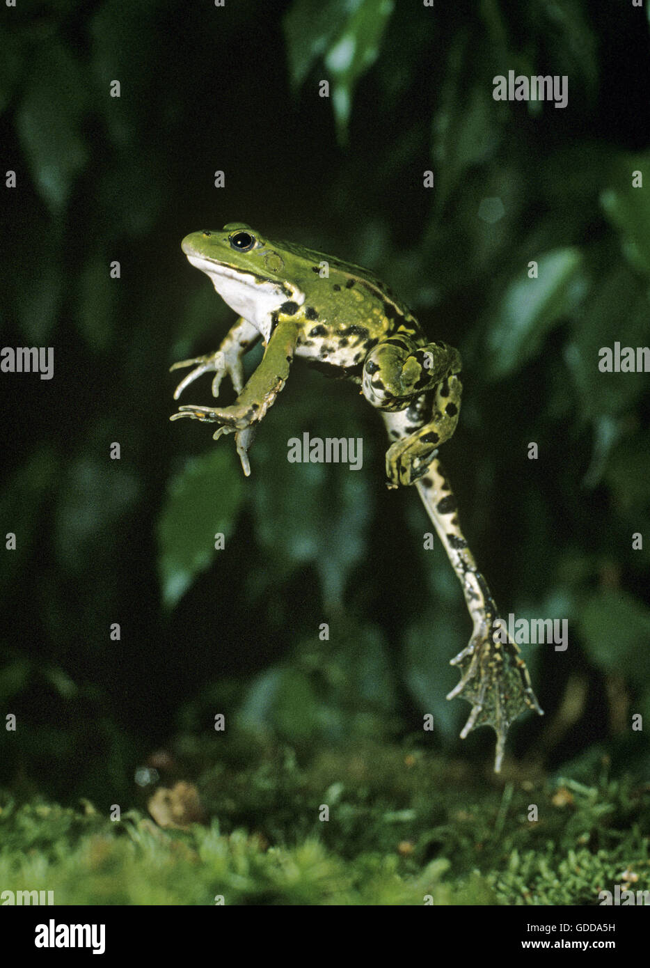 Grenouille comestible ou grenouille verte, Rana esculenta, Adulte sautant Banque D'Images