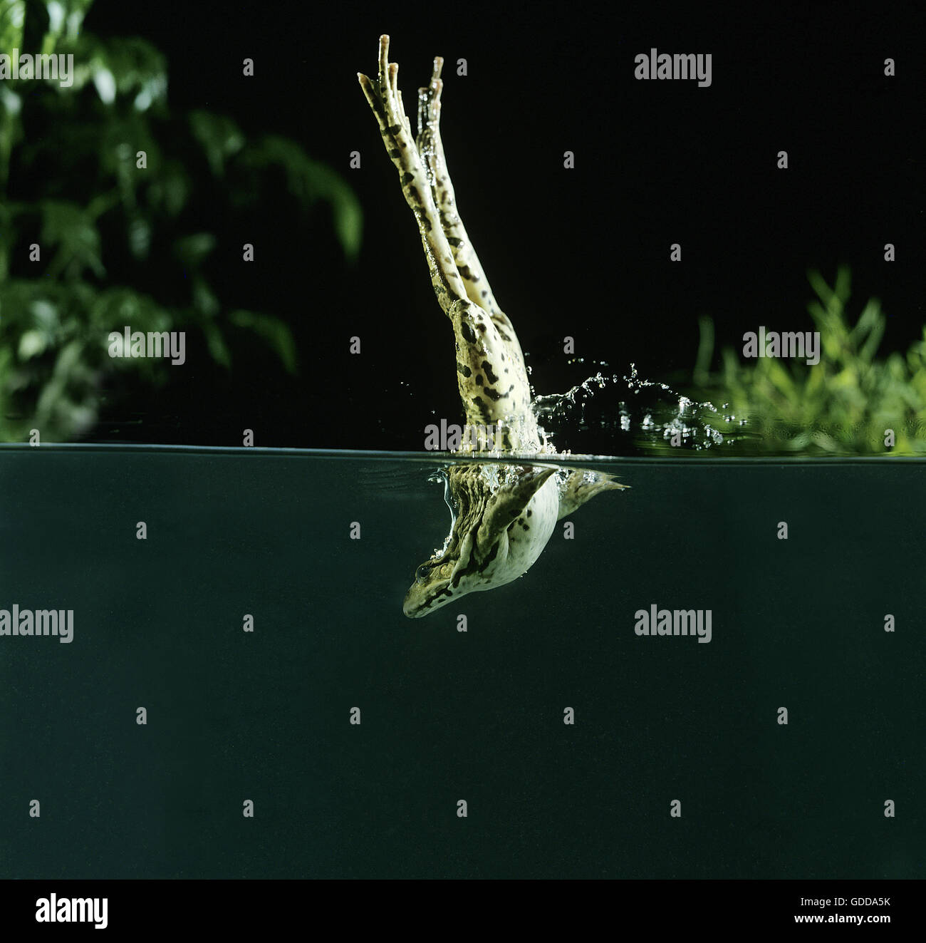 Grenouille comestible ou grenouille verte, Rana esculenta, Adulte sautant dans l'eau Banque D'Images