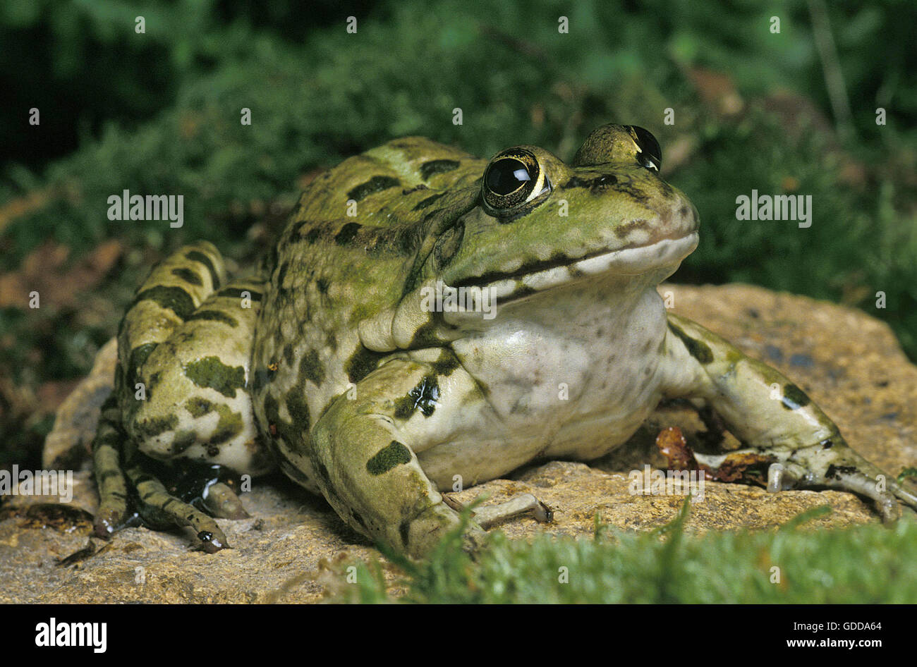 Grenouille comestible ou grenouille verte, Rana esculenta, Adulte on Stone Banque D'Images
