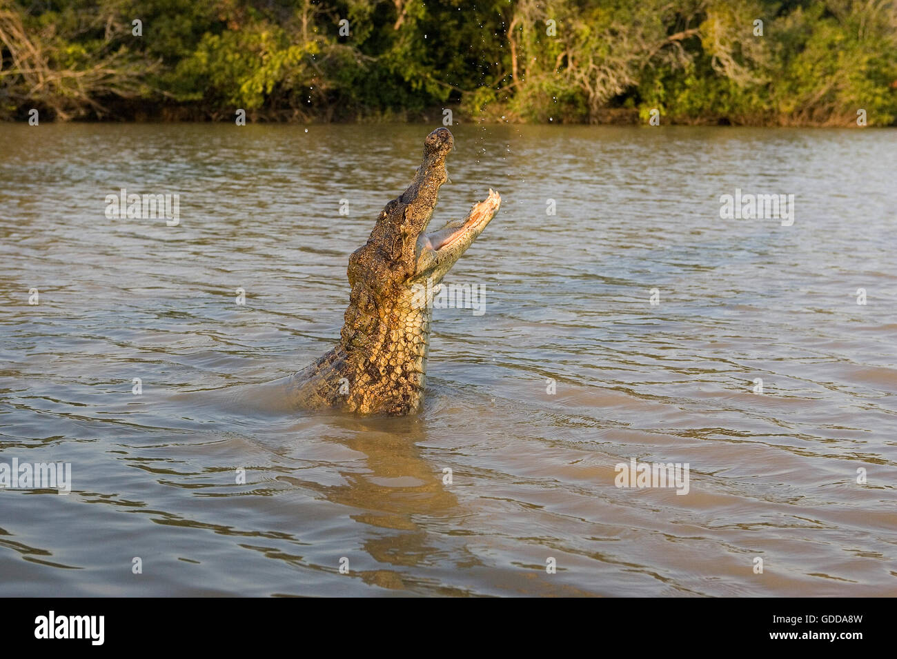 Caïman à lunettes, Caiman crocodilus HOT SAUTANT HORS DE L'EAU AVEC LA BOUCHE OUVERTE, LOS LIANOS AU VENEZUELA Banque D'Images