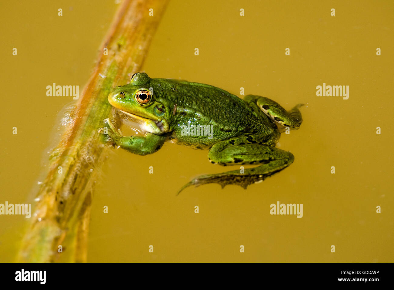 Grenouille comestible ou grenouille verte, Rana esculenta, des profils en étang, Normandie Banque D'Images