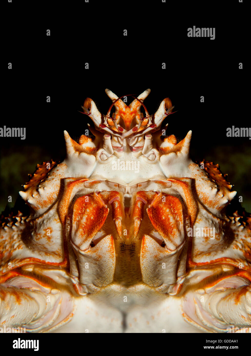 Araignée de mer japonais ou crabe araignée géante, macrocheira kaempferi, Adulte, Close-up de tête, dessous Vue Banque D'Images