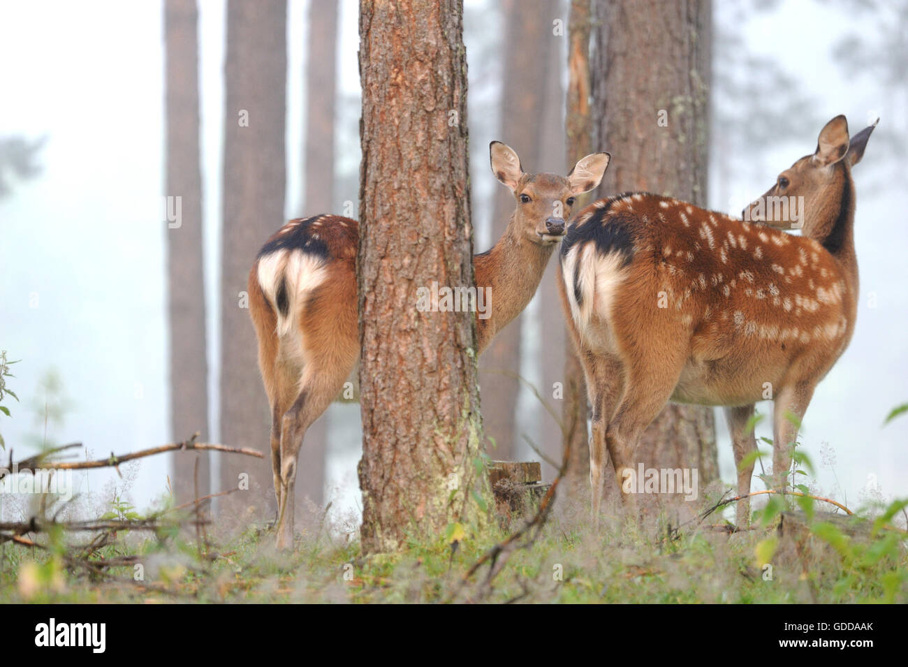 Cerfs japonais Banque D'Images