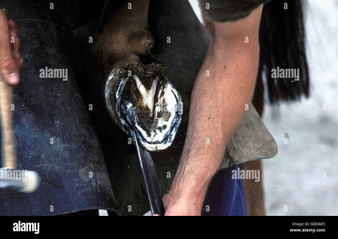 Forgeron AVEC UN SABOT CHEVAL PERCHERON, le parage AVEC COUTEAU, NORMANDIE EN FRANCE Banque D'Images