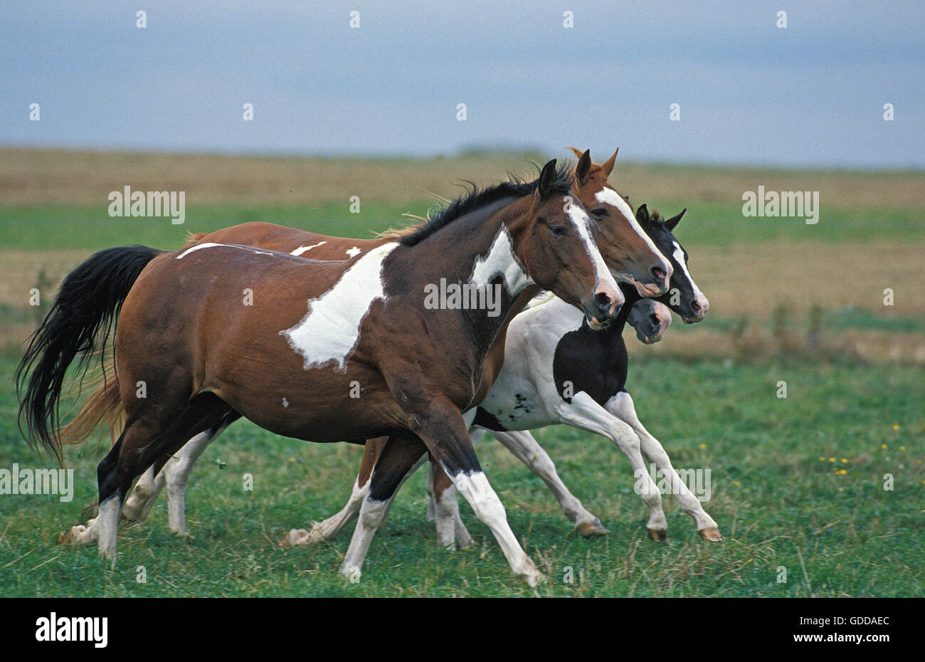 PAINT HORSE, troupeau par GALOPANTE MEADOW Banque D'Images
