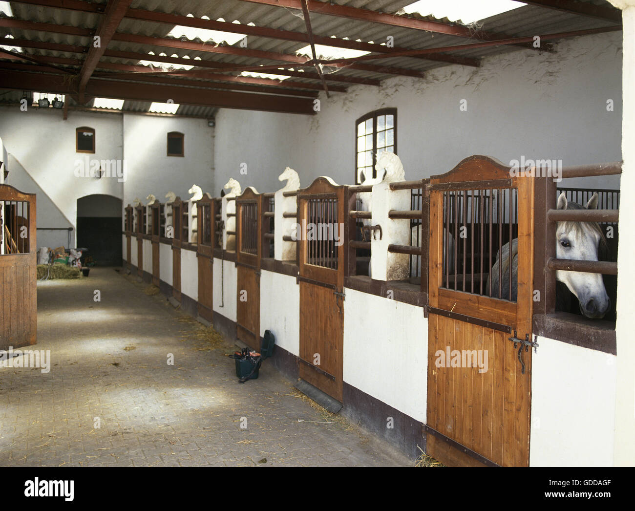 Camarguese chevaux à l'écurie Banque D'Images