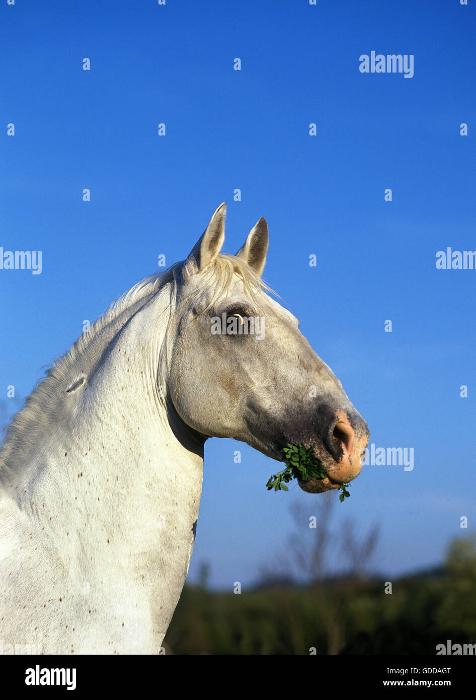 Cheval de Camargue, Portrait d'adulte avec l'herbe dans sa bouche Banque D'Images