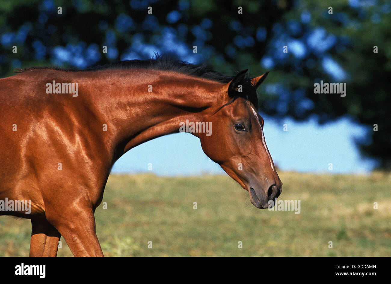 ARABIAN HORSE, PORTRAIT D'ADULTE Banque D'Images