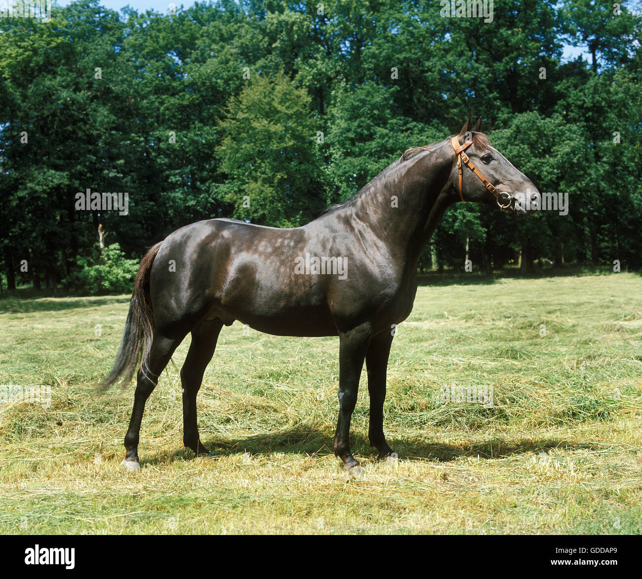 Cheval Arabe, DES PROFILS AVEC DOS-NU Banque D'Images