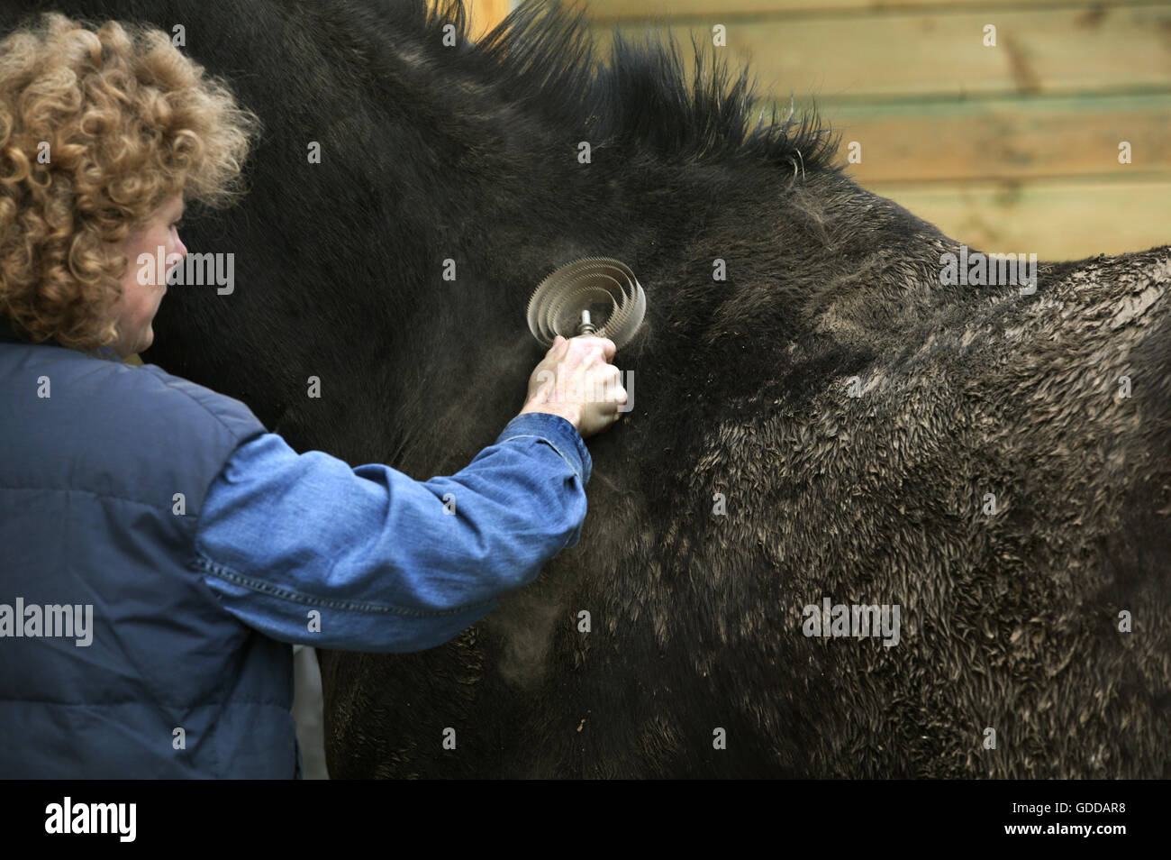 Femme avec cheval pur sang anglais, BROSSAGE BOUE HORSE COAT avec brosse de toilettage Banque D'Images